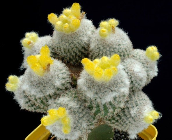 Parodia_gibbulosoides